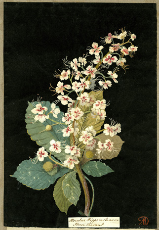 A plant specimen showing dark green, oval-shaped leaves and small white flowers with pink centers and long yellow stamens.