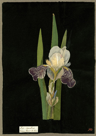 A drawing of a flower with three straight, narrow green leaves behind it. The flower has two drooping petals that are purple with white veins, while the rest of the petals are upright and white.