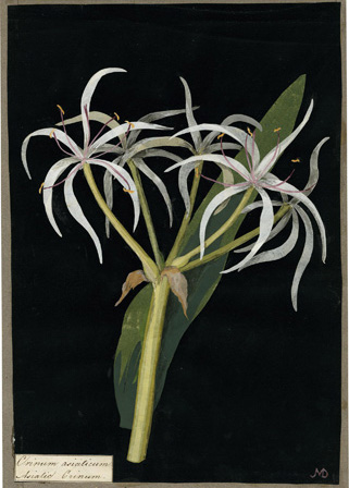 One long dark green leaf is depicted behind a plant cutting with five flowers on the stem. Each flower has six thin, drooping white petals and six yellow stamens, making them resemble a firework.
