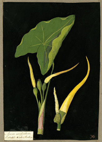 A plant illustration showing a large, dark green heart-shaped leaf and three smaller stems with bulbous ends, two of which have yellow pointed growths. Alongside this image is a detail of one of the bulbs, which shows the yellow growth and the brush-like growth inside.