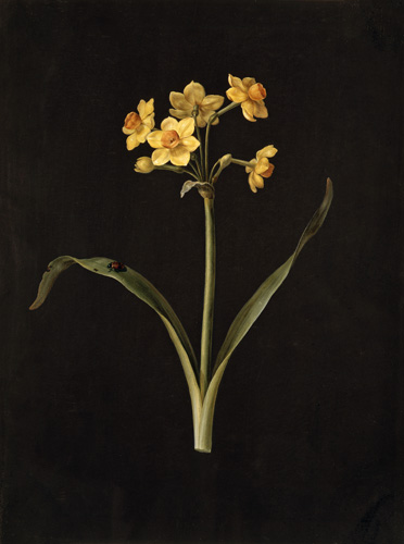 A plant drawing with one stem that has two medium green leaves and five yellow flowers emerging from it. The flowers have six pointed oval petals, and in the center of each flower is a darker yellow or orange cup-shaped part.