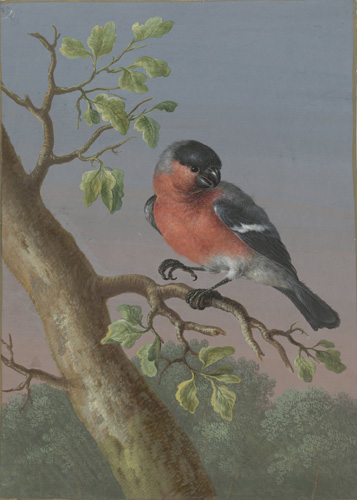 A bird with a red face and chest, gray back, and black head and wings is perched on a tree branch with one foot. It has a small, curved black beak and a white stripe on its wing. It is looking back over its shoulder.