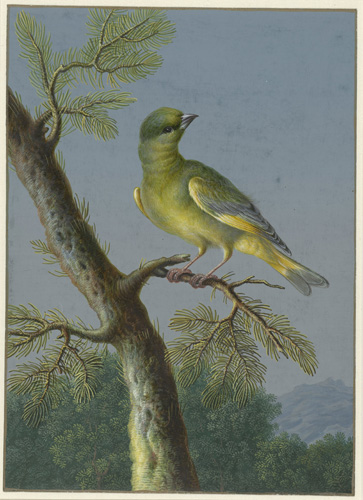 A greenish-yellow bird is perched on the branch of an evergreen tree, with its head turned skyward. Its body is more green on the head and back, but the stomach, wings, and tail have clear yellow patches. Its beak is small and pointed.