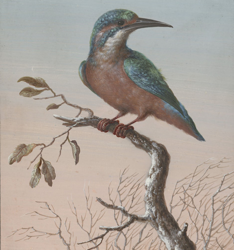 A small bird with blue-green feathers on its head, back, and wings and pink feathers on its stomach is perched on an autumn or winter tree branch. The bird has a long, slightly curved, pointed beak and small red feet.