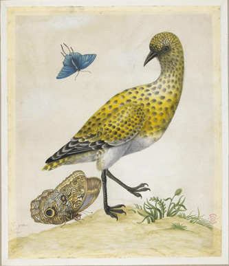 A bright yellow bird with black spot all along its body, black wing tips, and a small curved black beak stands next to a brownish butterfly with an eye-like pattern on its wings. Above them both, a much smaller bright blue butterfly is in the air.
